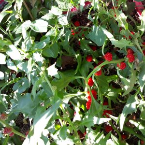 Epinard fraise (Chenopodium capitatum)