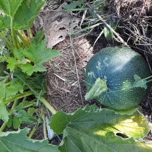 Courgette Tondo di Piacenza