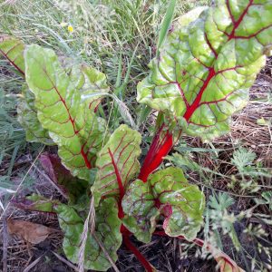 PLANT – Poirée à cardes rouges – bettes ou blettes (A venir chercher – DISPO FIN MAI))