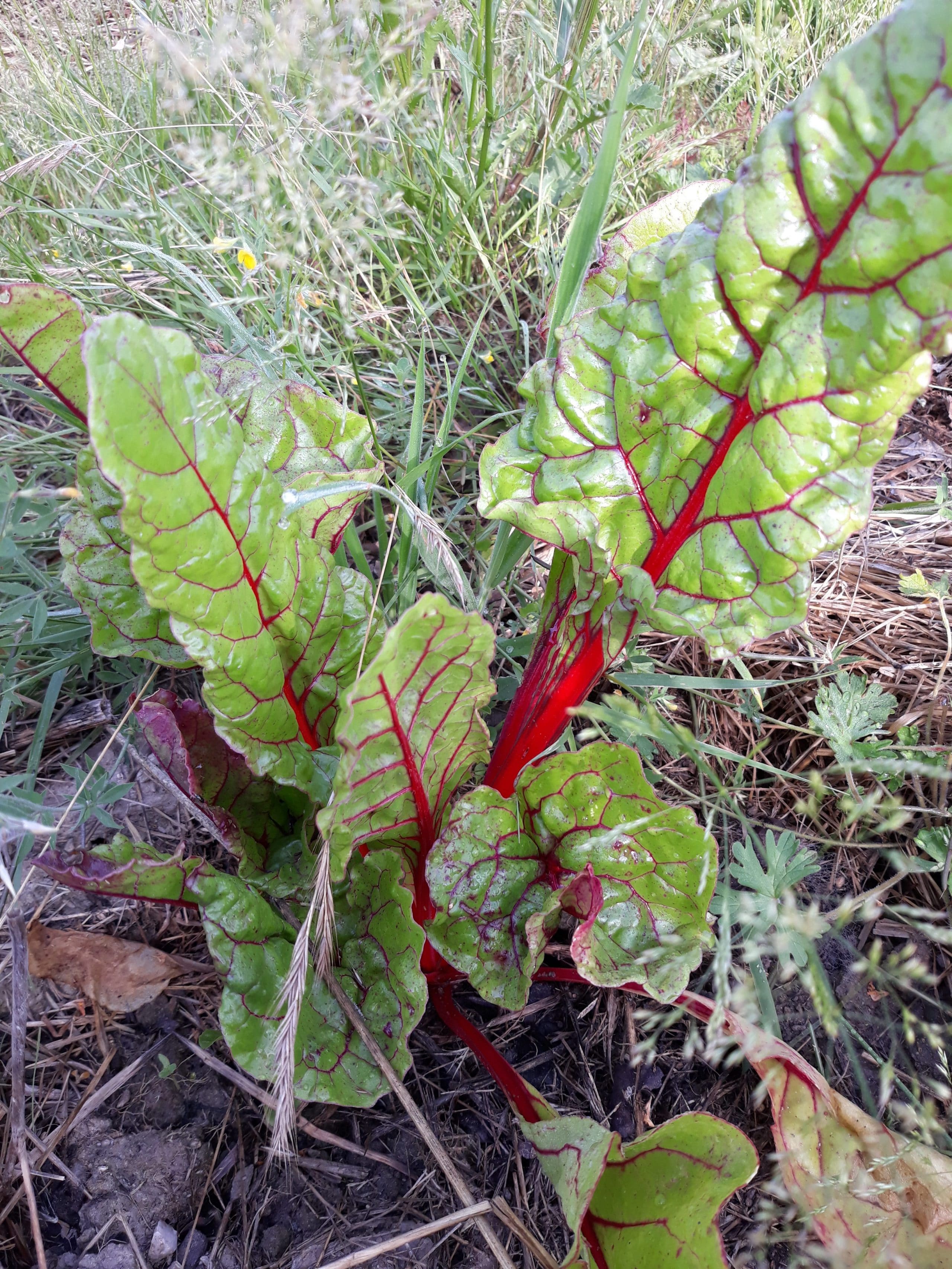 PLANT - Poirée à cardes rouges - bettes ou blettes (A venir chercher - DISPO FIN MAI))