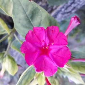 Belle de nuit (Mirabilis jalapa)
