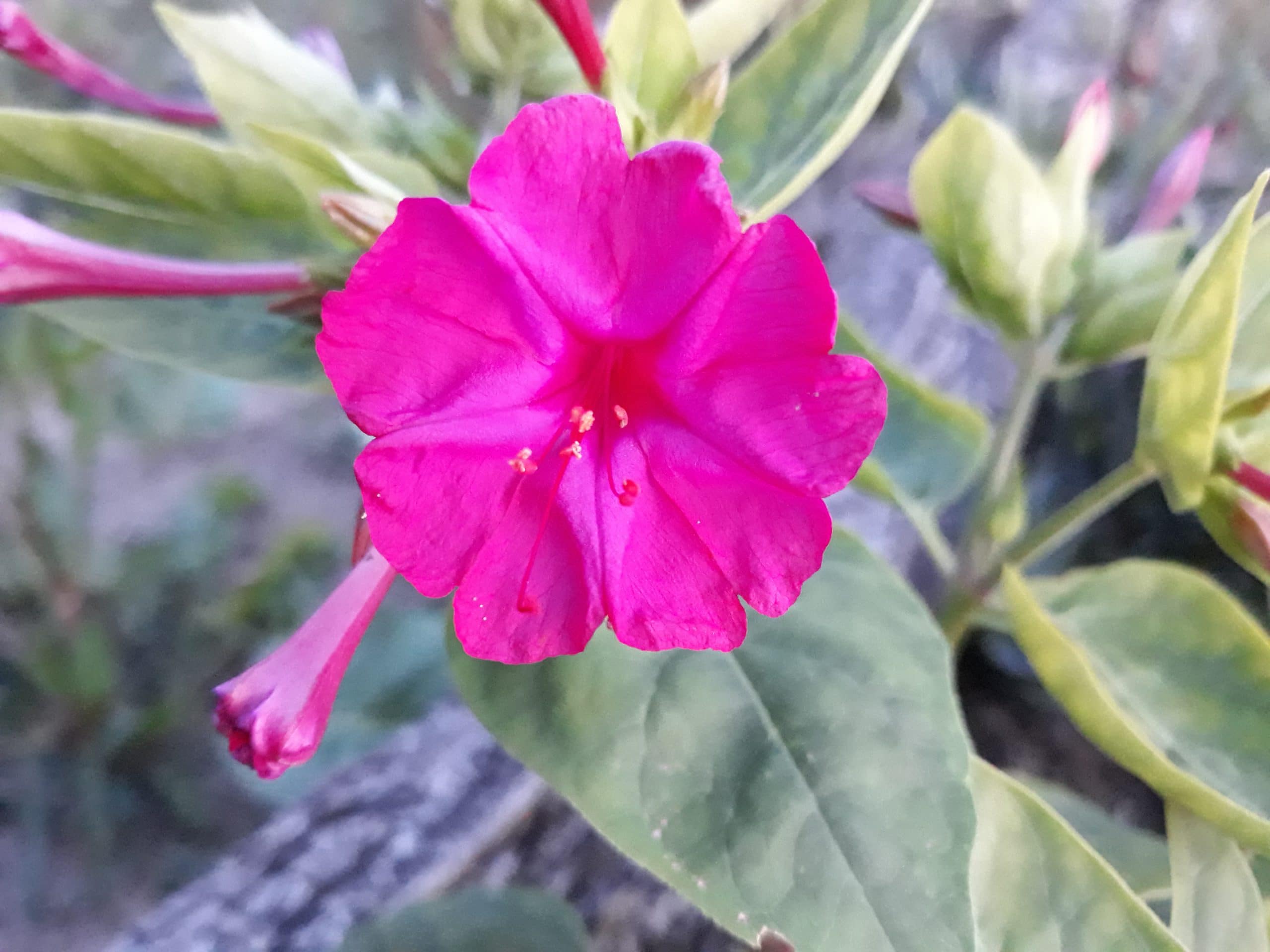 Belle de nuit (Mirabilis jalapa)