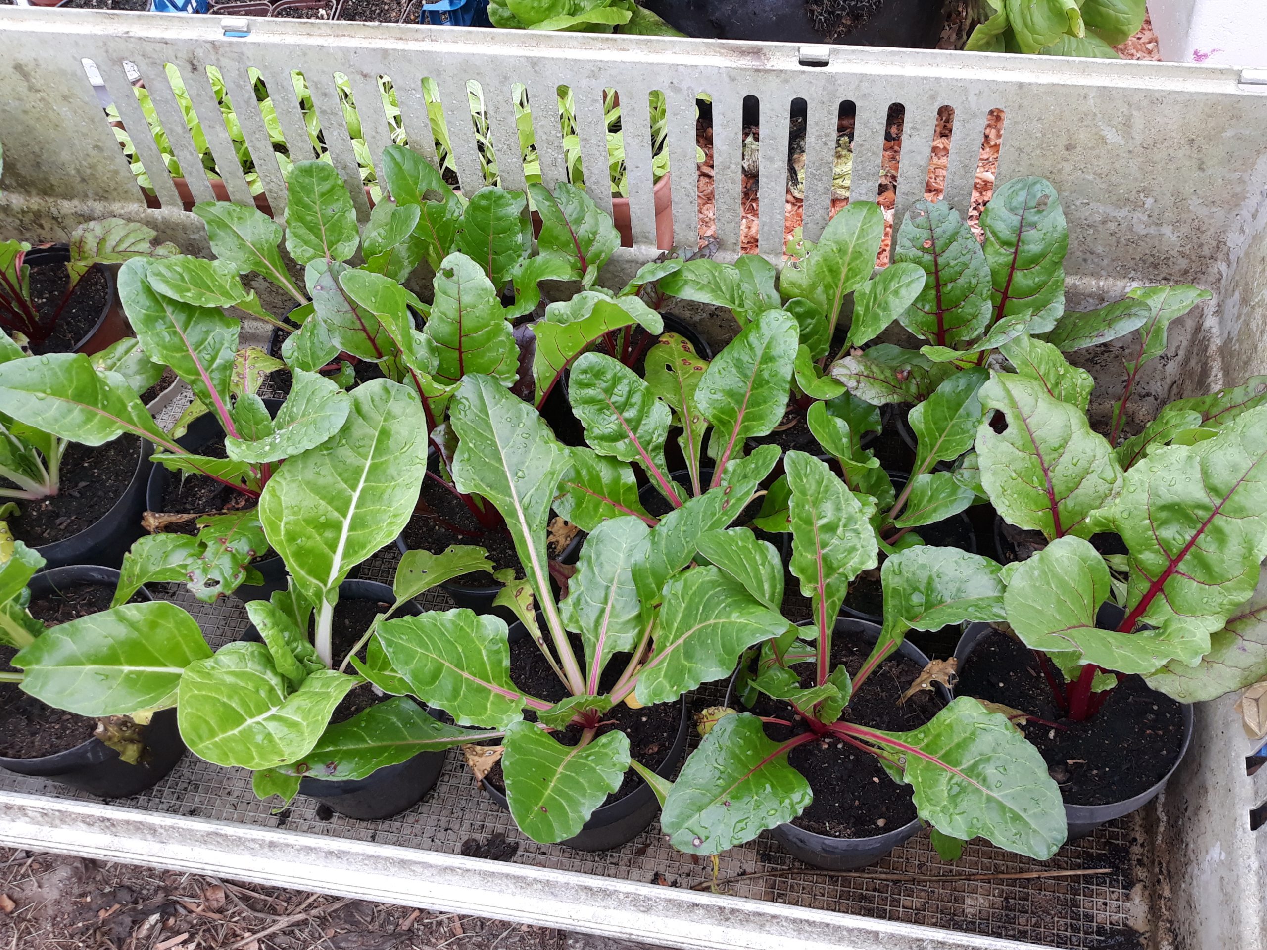 PLANT - Poirée à cardes rouges - bettes ou blettes (A venir chercher - DISPO FIN MAI)) – Image 3