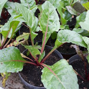 PLANT – Poirée à cardes rouges – bettes ou blettes (A venir chercher – DISPO FIN MAI))