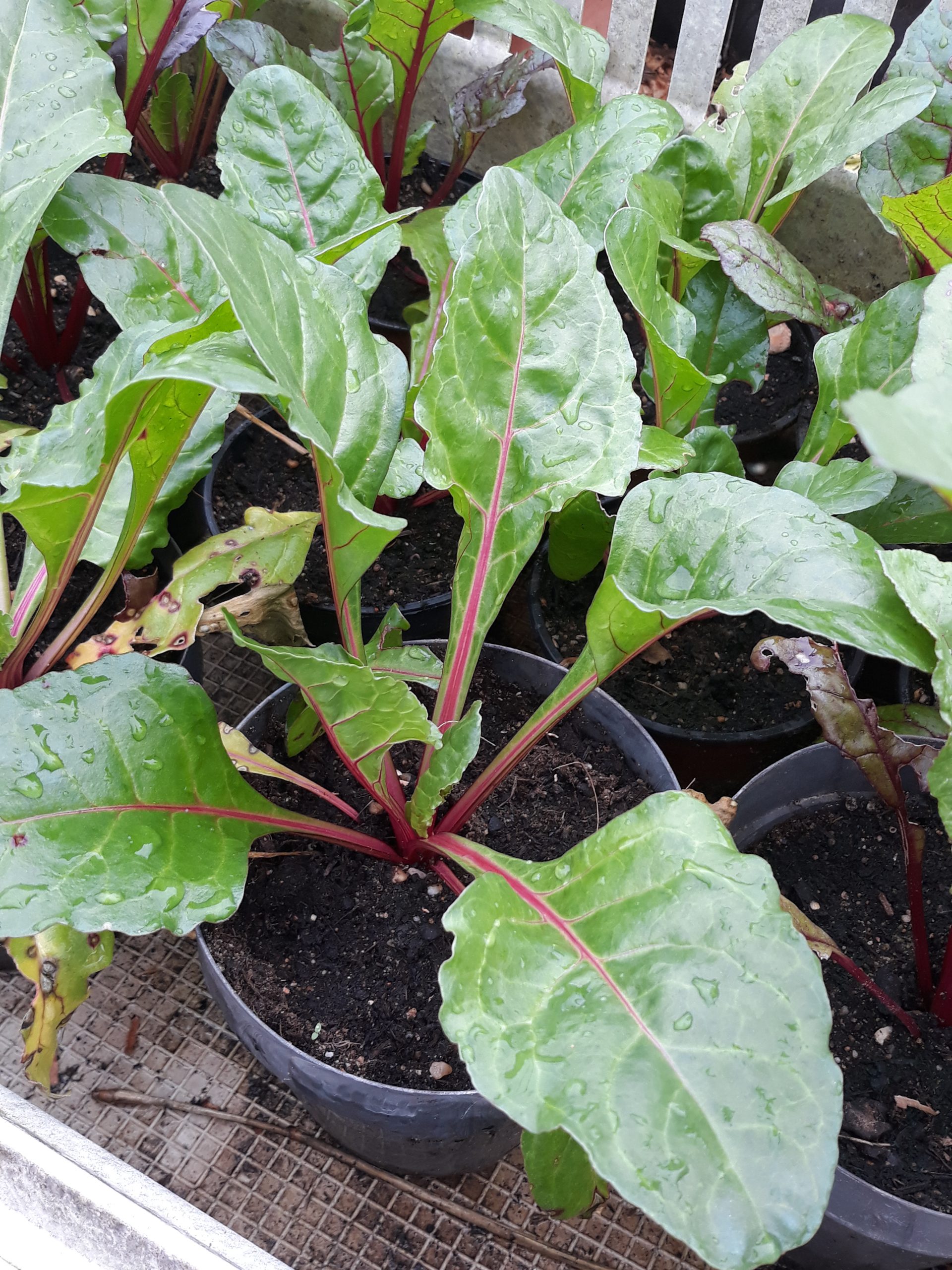 PLANT - Poirée à cardes rouges - bettes ou blettes (A venir chercher - DISPO FIN MAI)) – Image 2