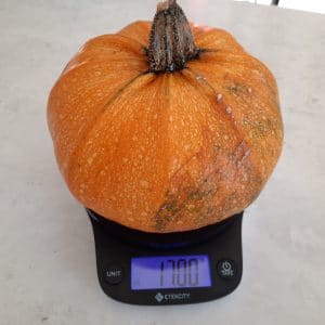 Courgette Tondo di Piacenza