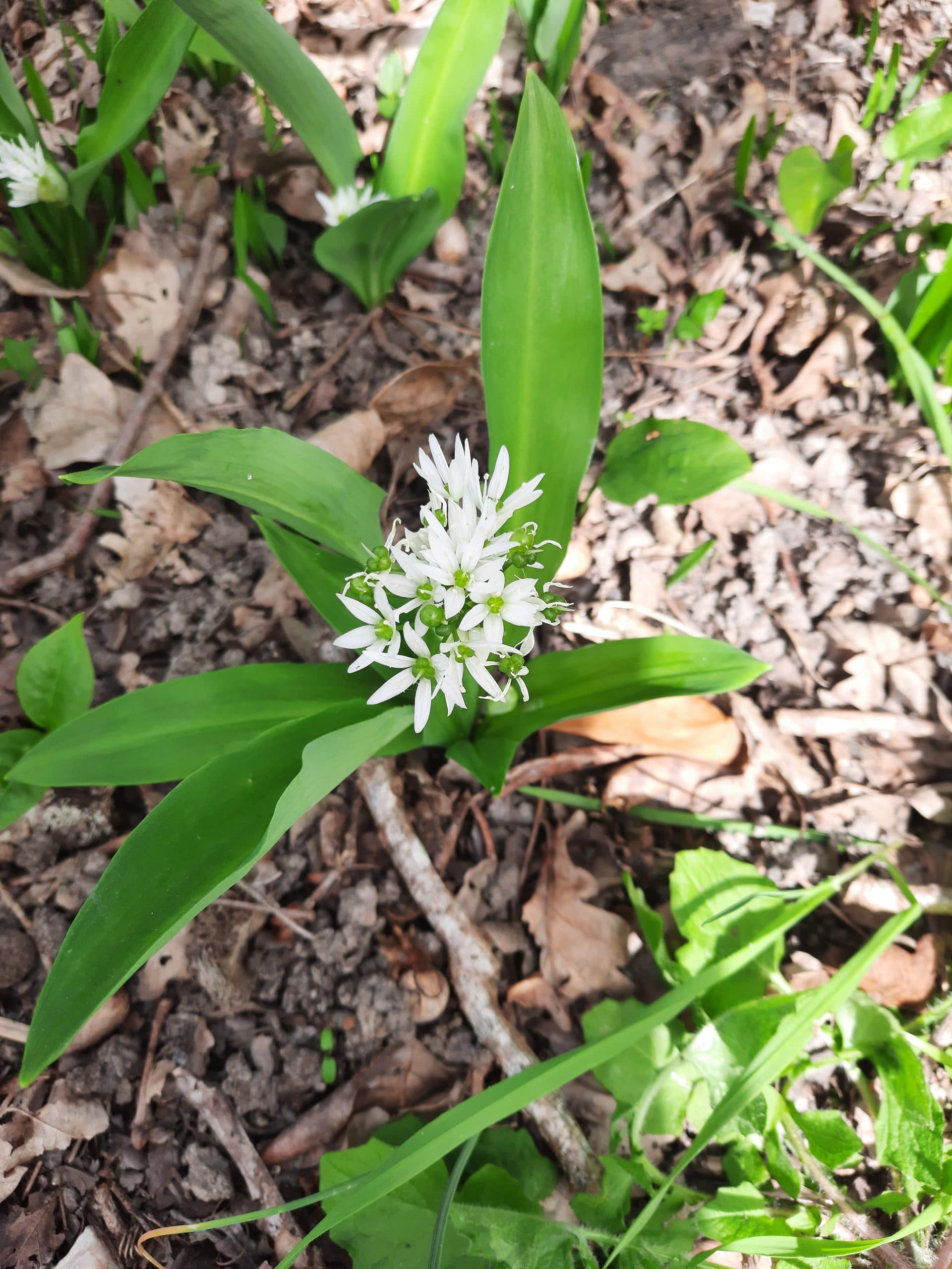 Plants : Ail des Ours (allium ursinum - à venir chercher) – Image 2