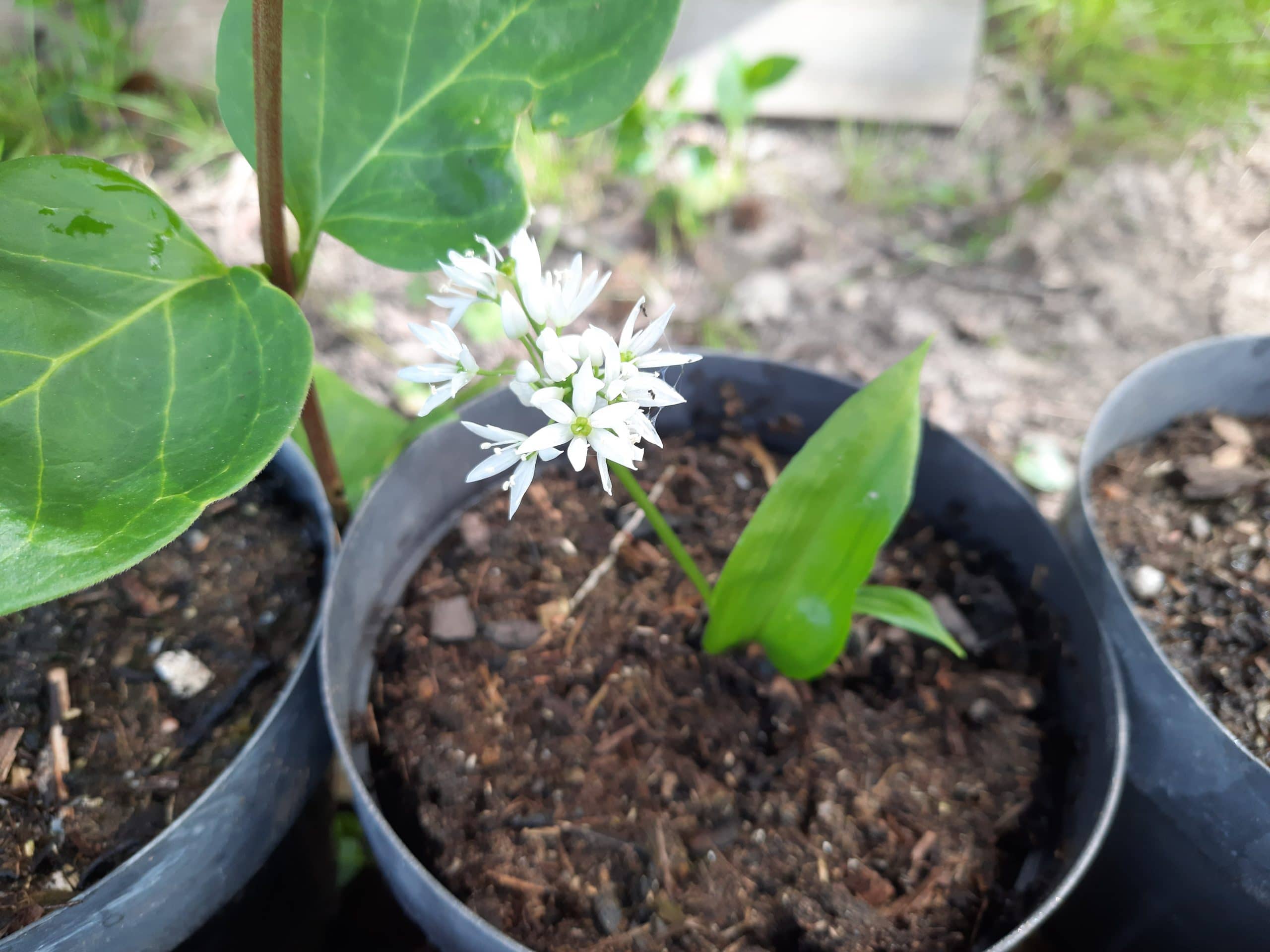 Plants : Ail des Ours (allium ursinum - à venir chercher)