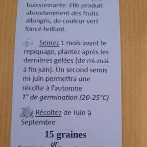 Courgette Verte de Milan (cucurbita pepo)