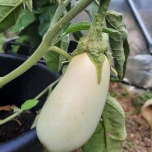 Aubergine Blanche Dourga