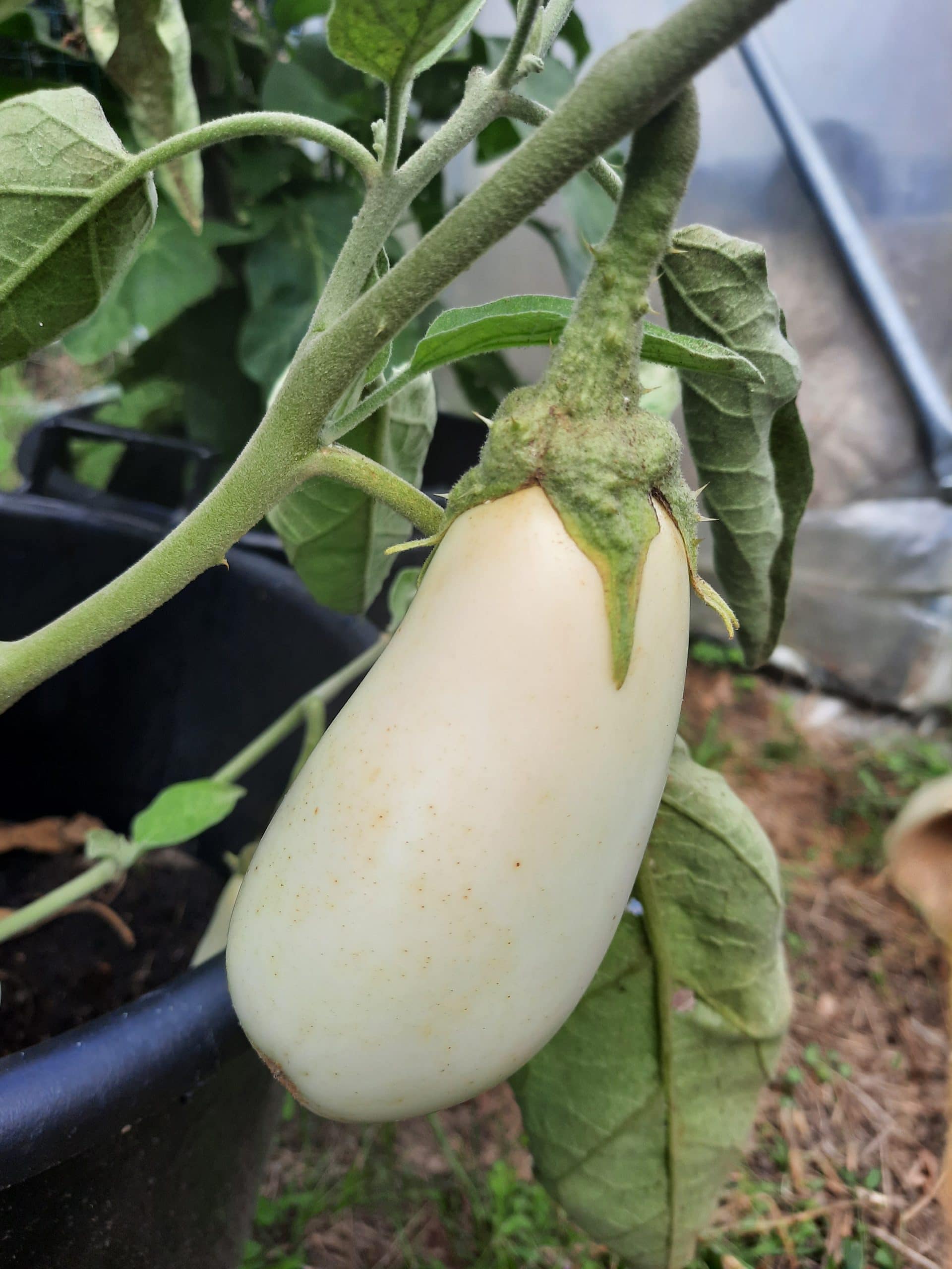 Aubergine Blanche