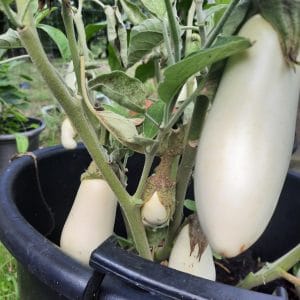 Aubergine Blanche Dourga