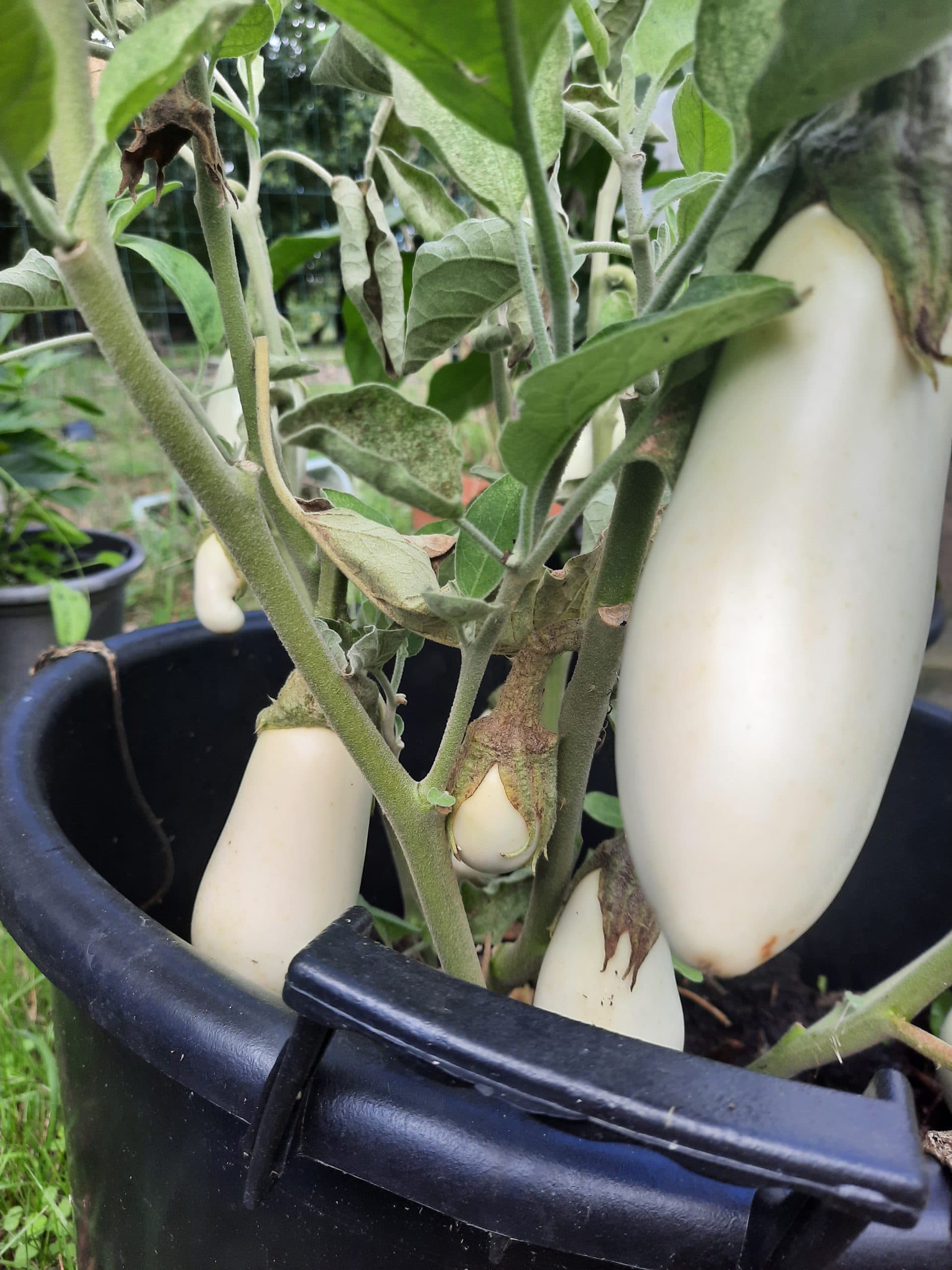 cultiver des aubergines en pot