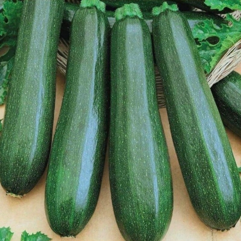 graines de courgette