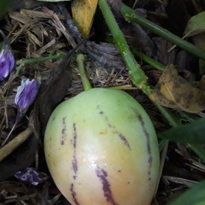 Poire-Melon, Pepino
