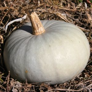 Potiron Bleu de Hongrie