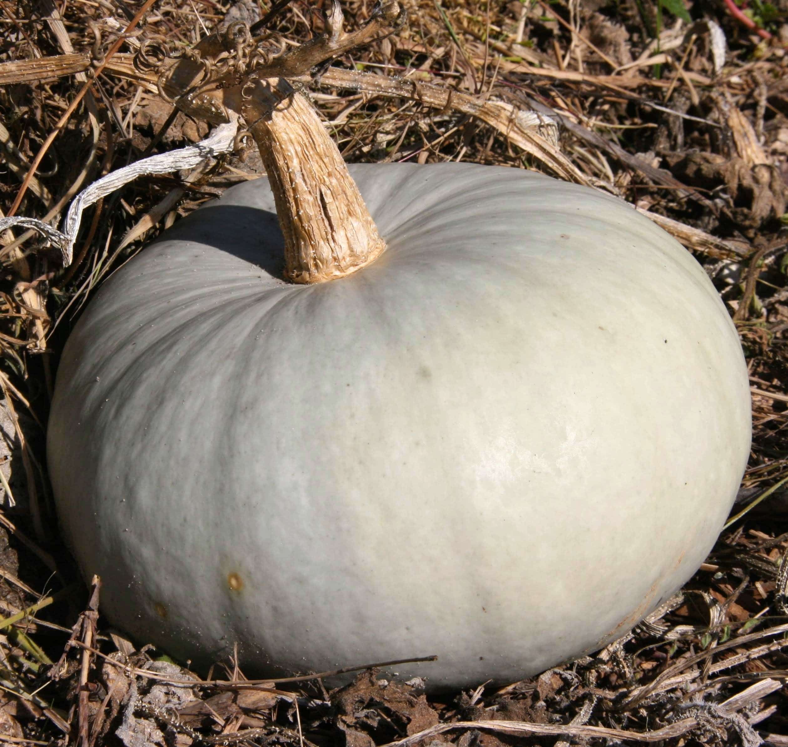 Potiron Bleu de Hongrie