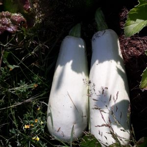 Courgette Bianca di Trieste