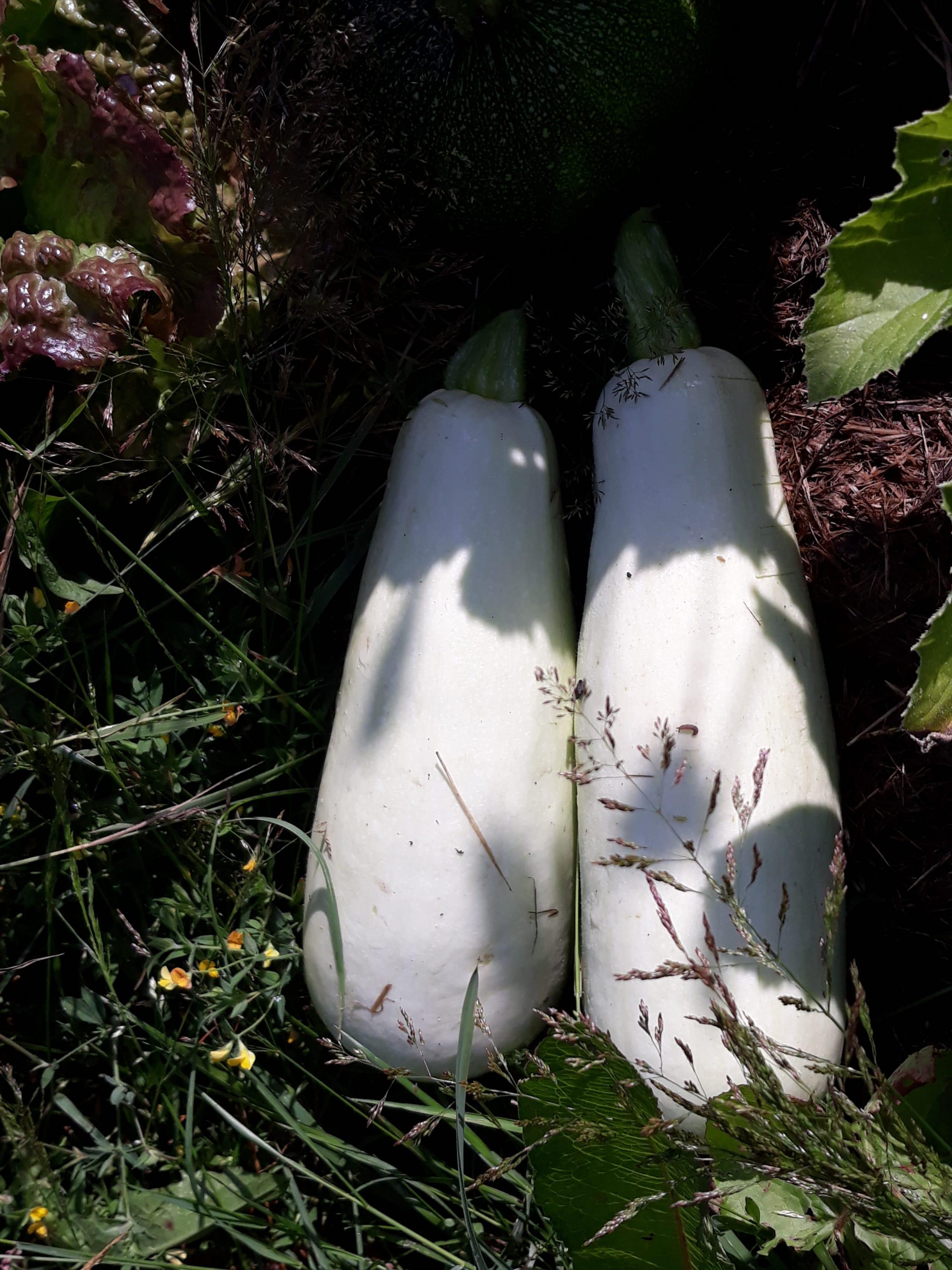 Courgette Bianca di Trieste