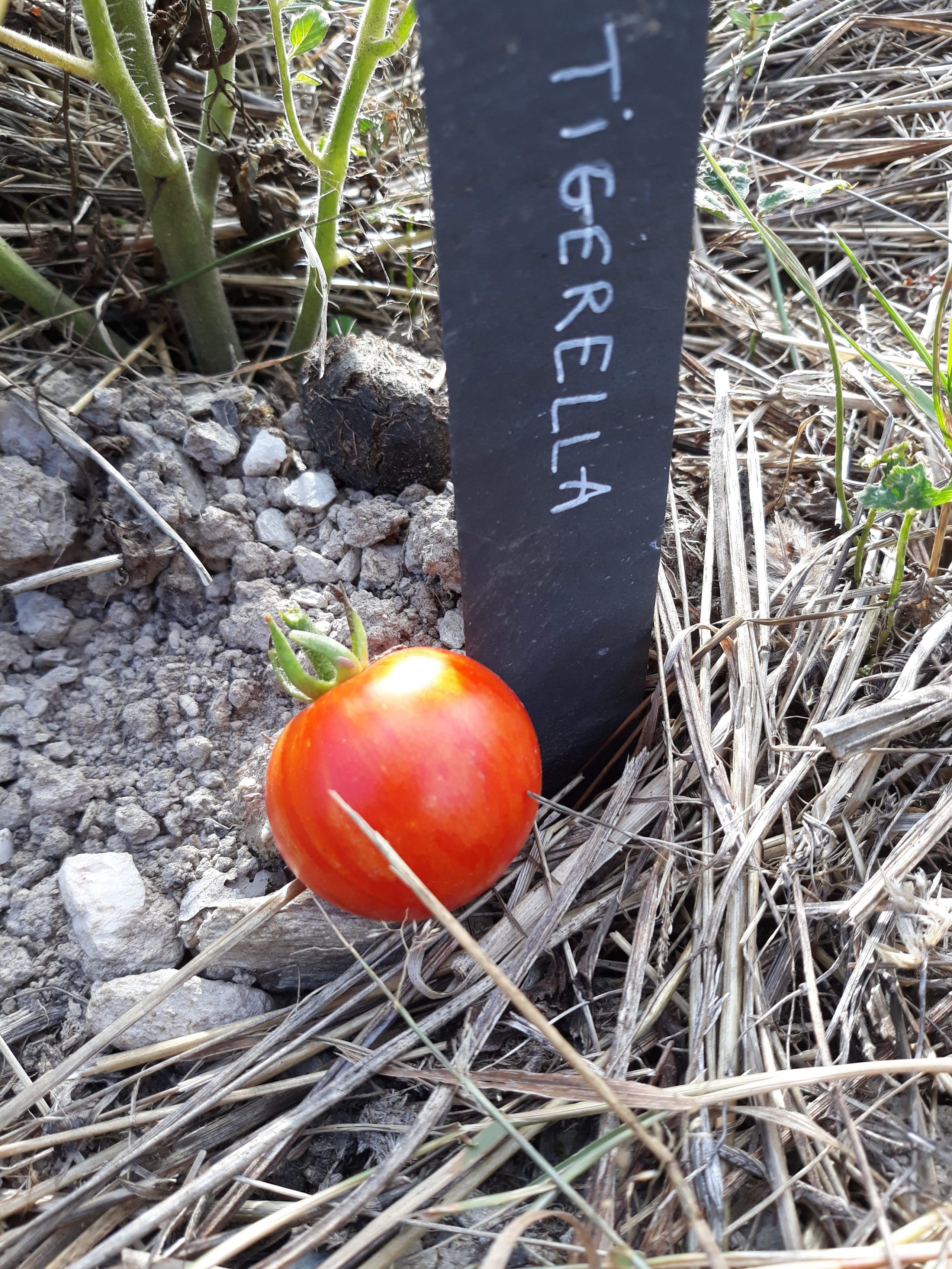 Tomate Tigerella