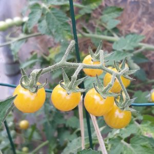 Tomate Cerise Champagne