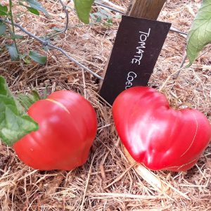Tomate Coeur