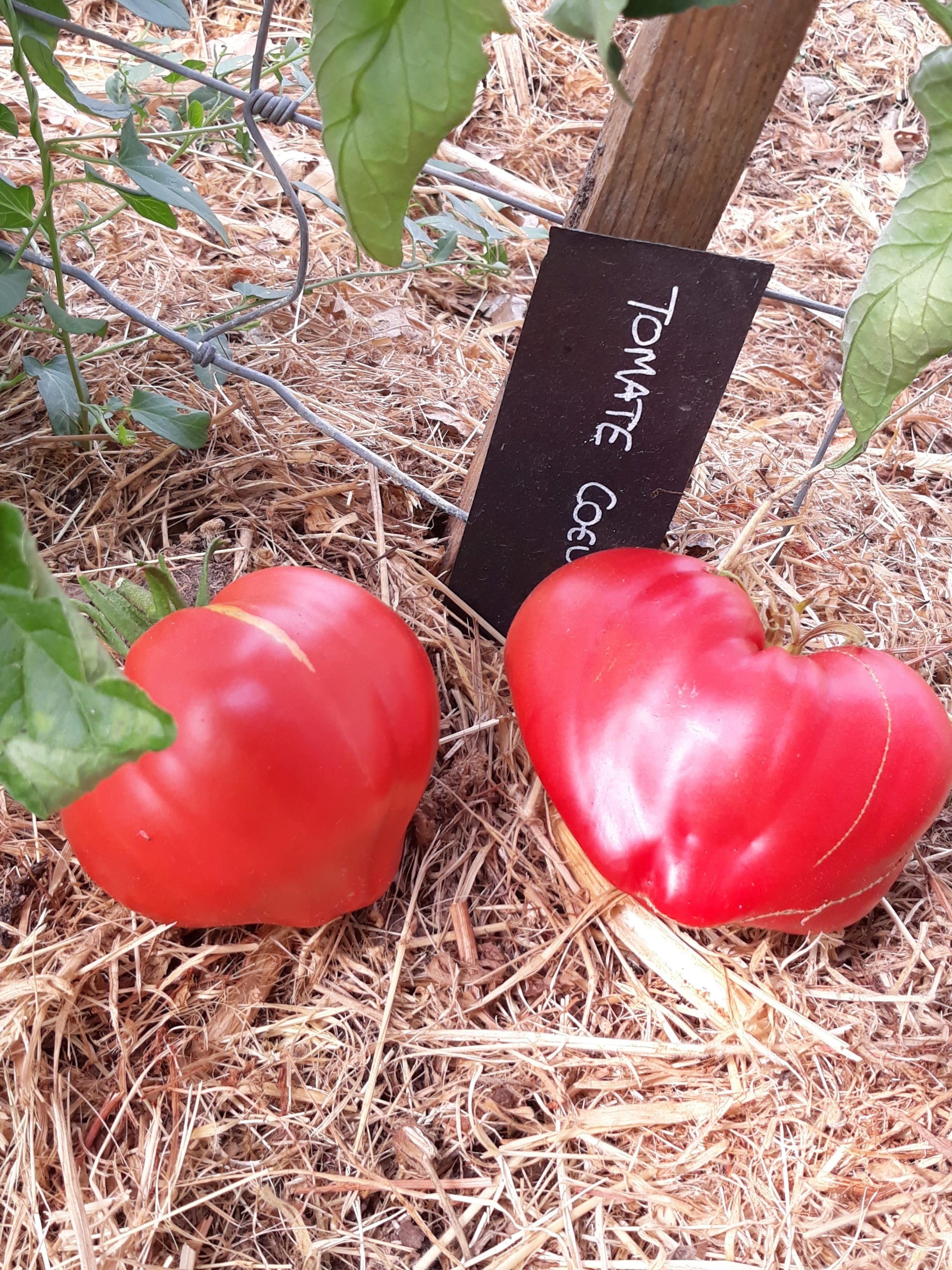 Tomate Coeur