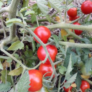 Tomate Cerise Rouge
