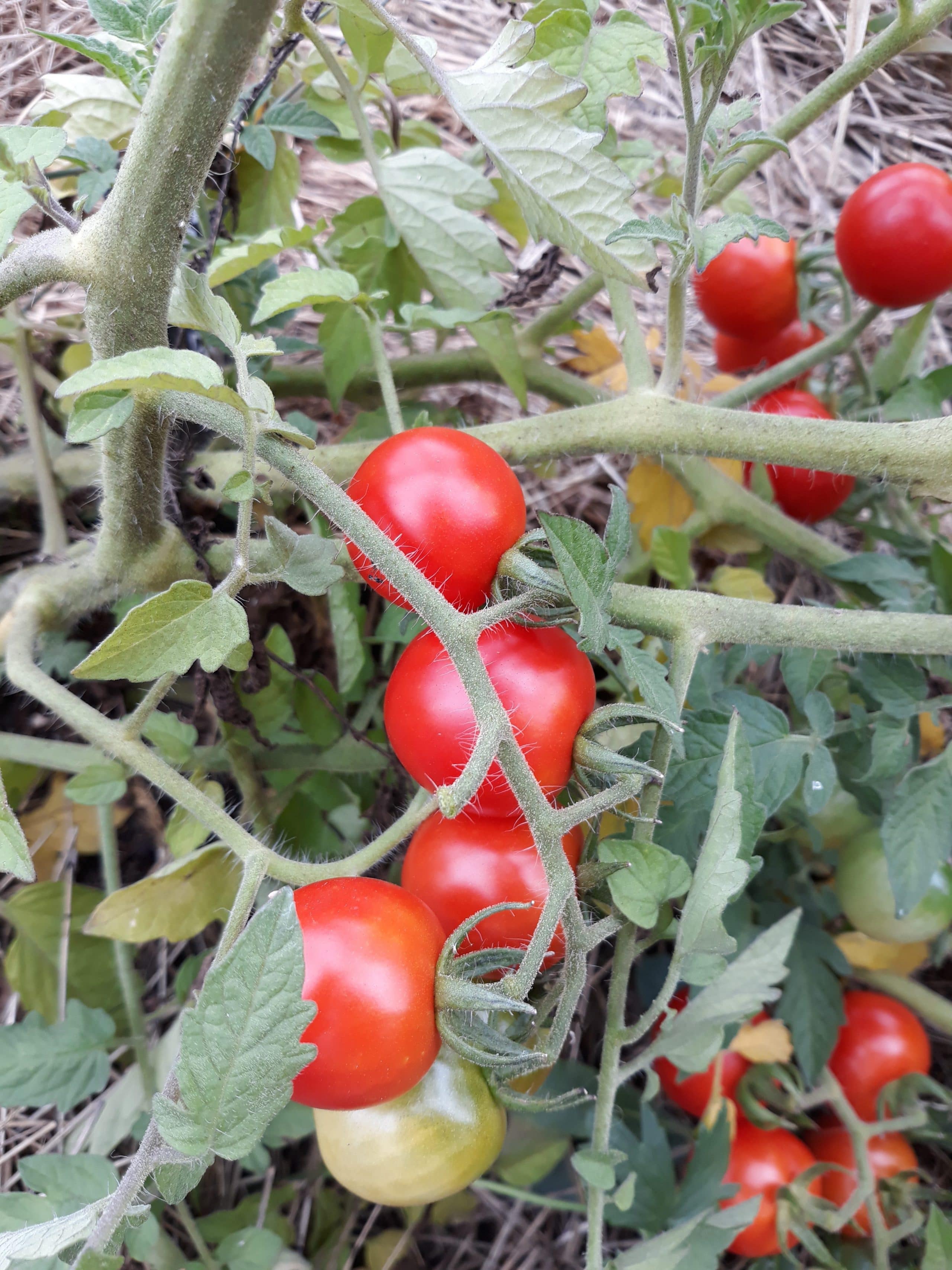 Tomate Cerise