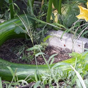 Courge Longue de Nice
