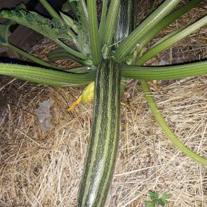Courgette Striato d’Italia