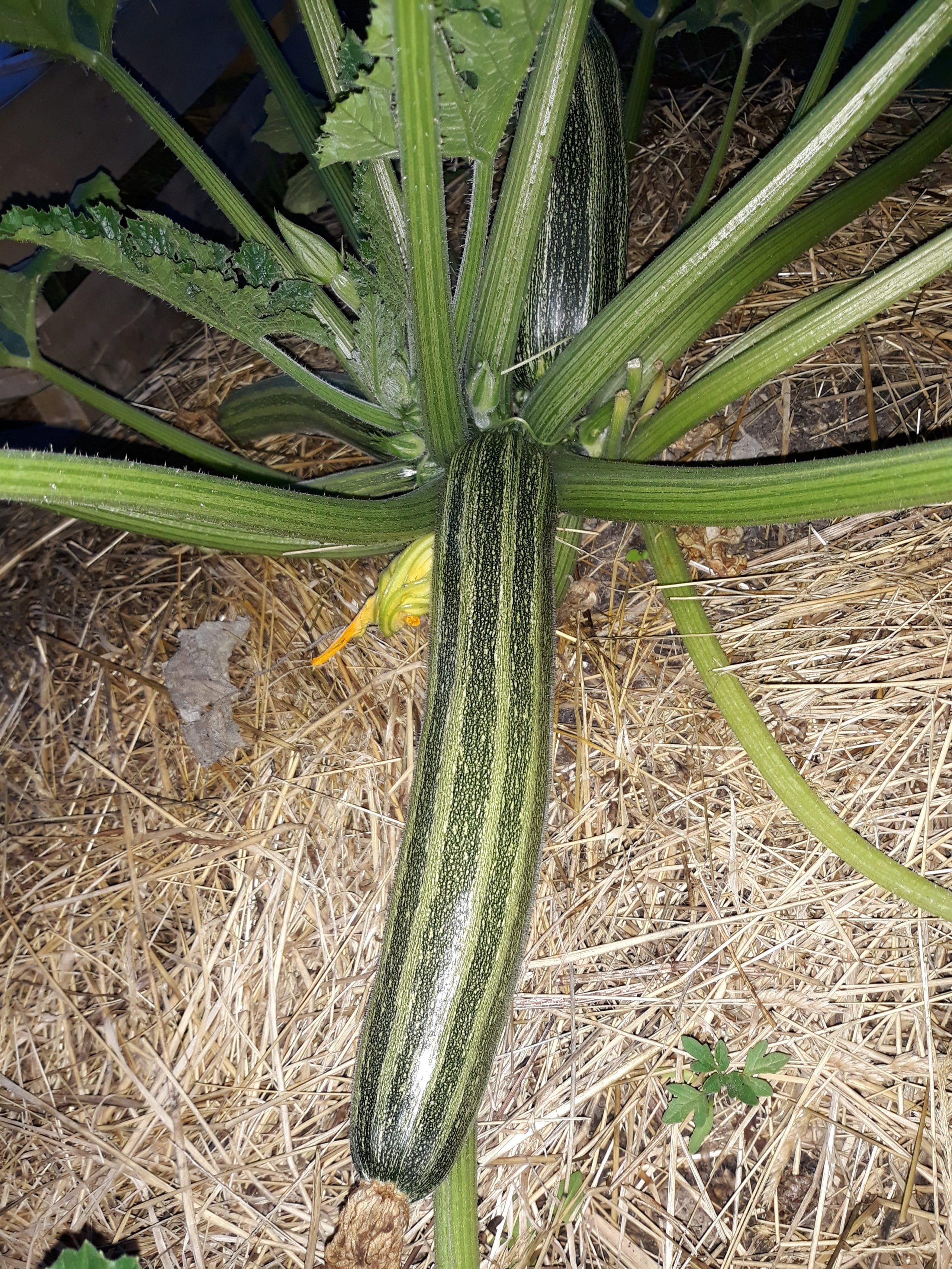 Courgette Striato d'Italia