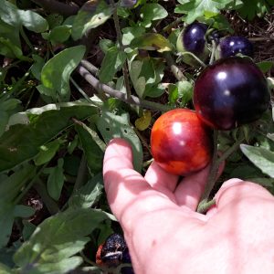 Tomate « Cocktail Bleue (anthocyanes) »
