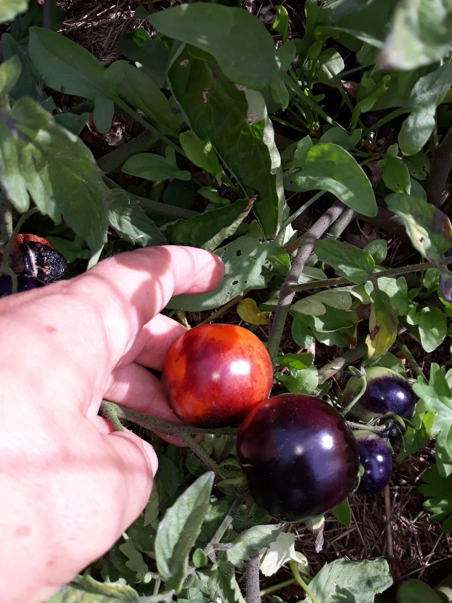 Tomate "Cocktail Bleue (anthocyanes)"