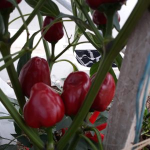 Poivron Calabrais