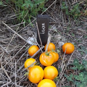 Tomate Wendy (cocktail)