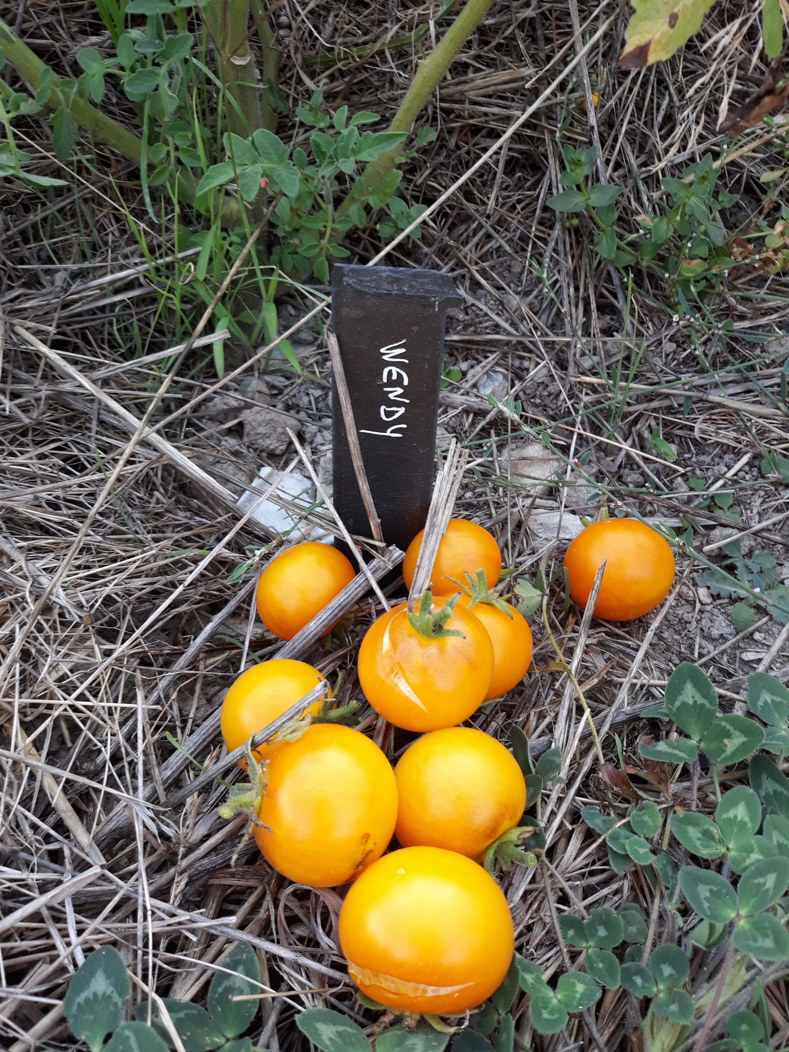 Tomates Wendy, tomate cocktail
