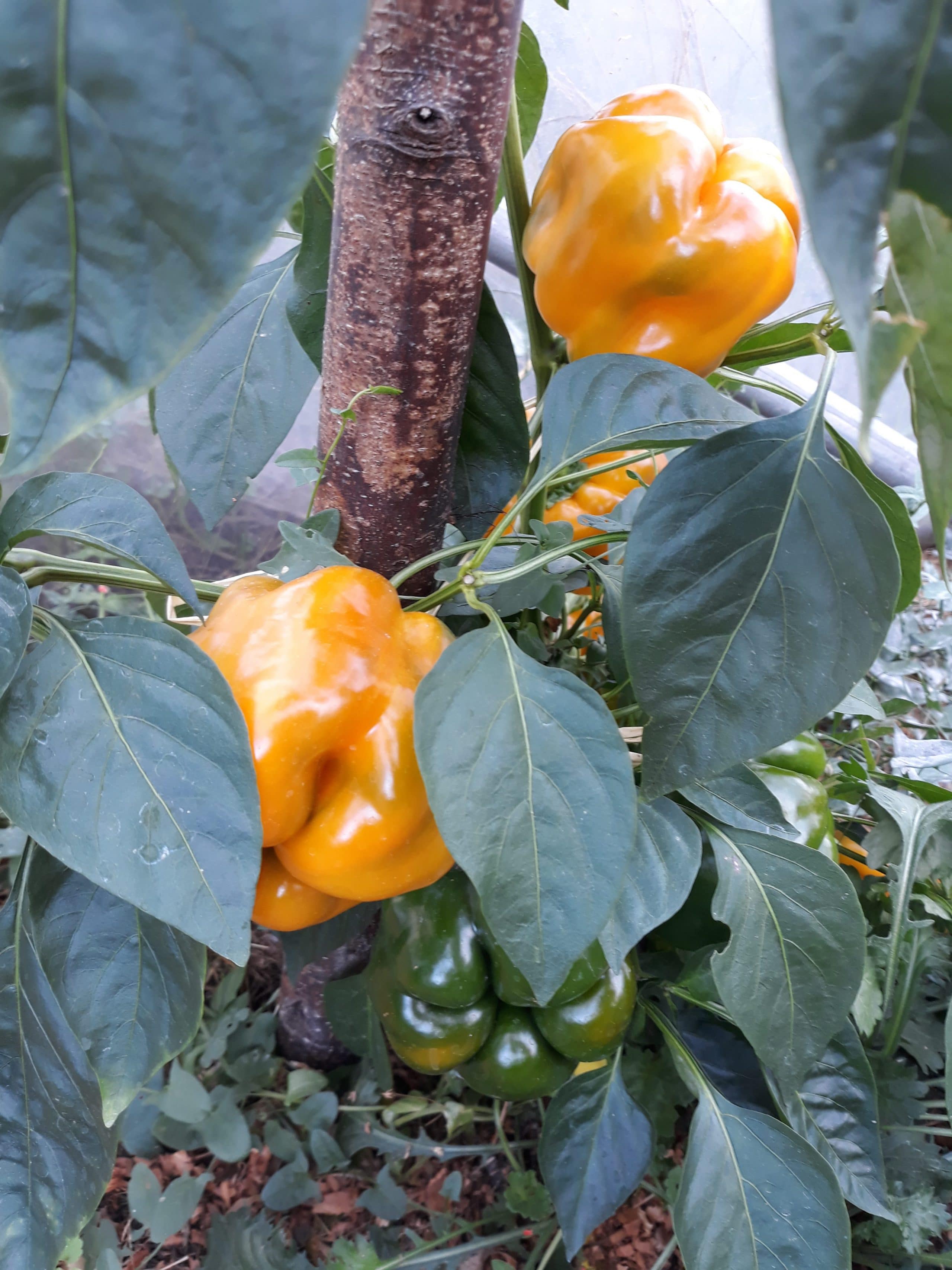 Plant Poivron Cuneo Jaune