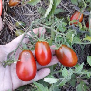 Tomate Prune Noire (Cocktail)