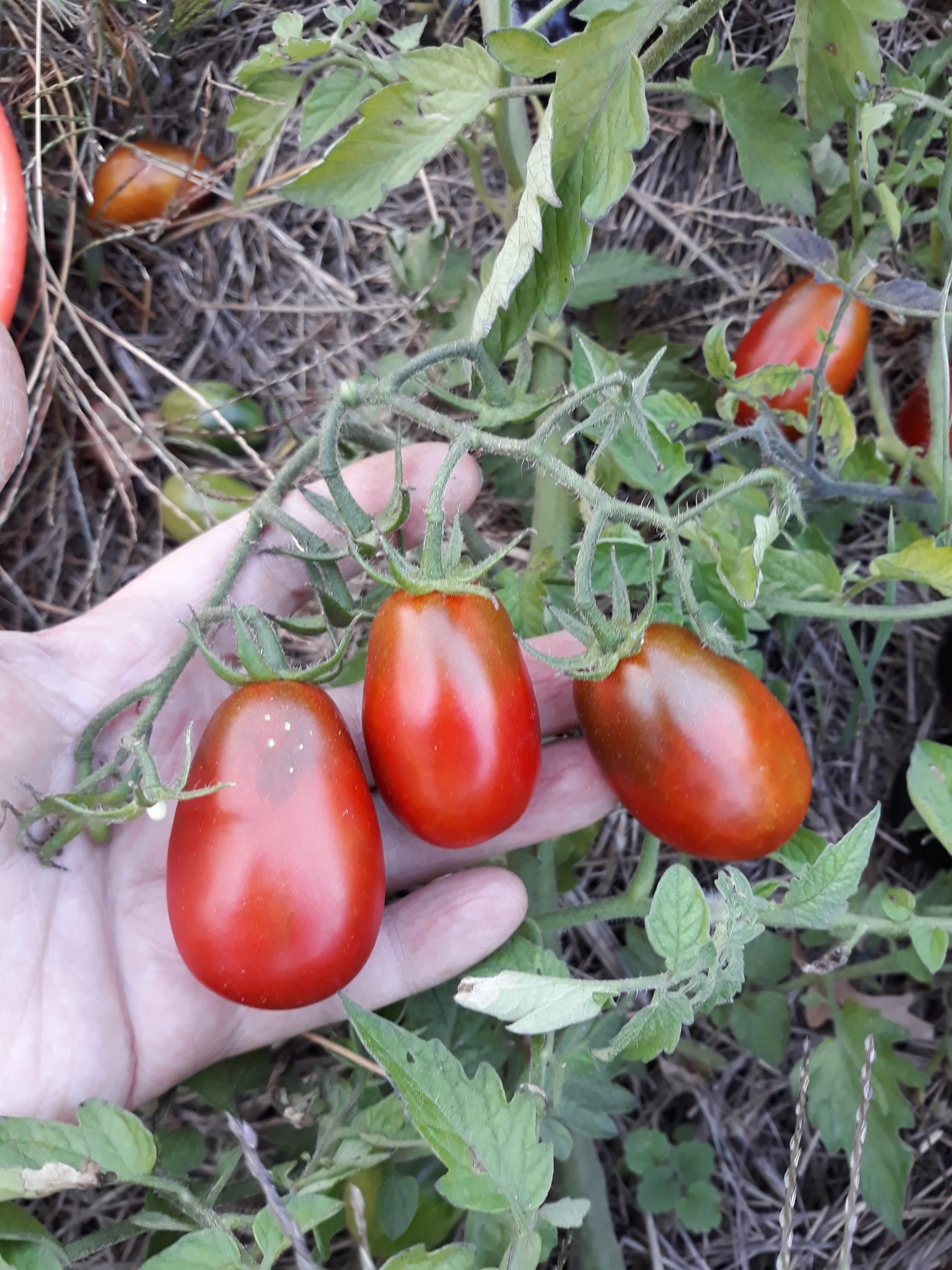 Tomate Prune Noire