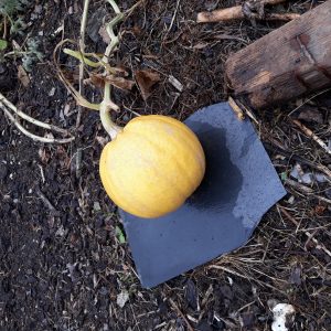 Courge Pepo Melonnette de Jaspée