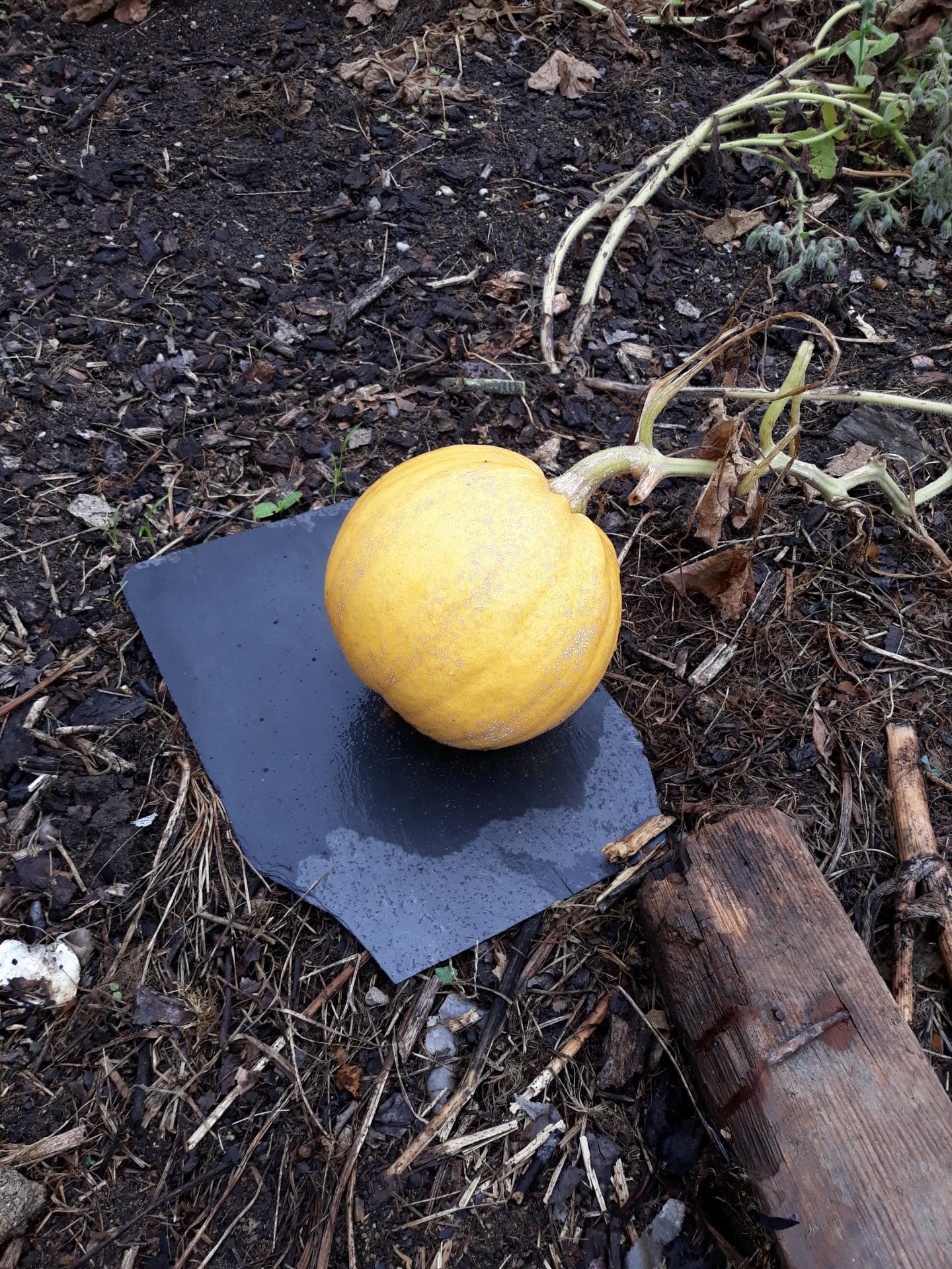 Courge Melonnette de Jaspéee