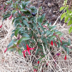 PLANT : Fushia à Fruits (à venir chercher)