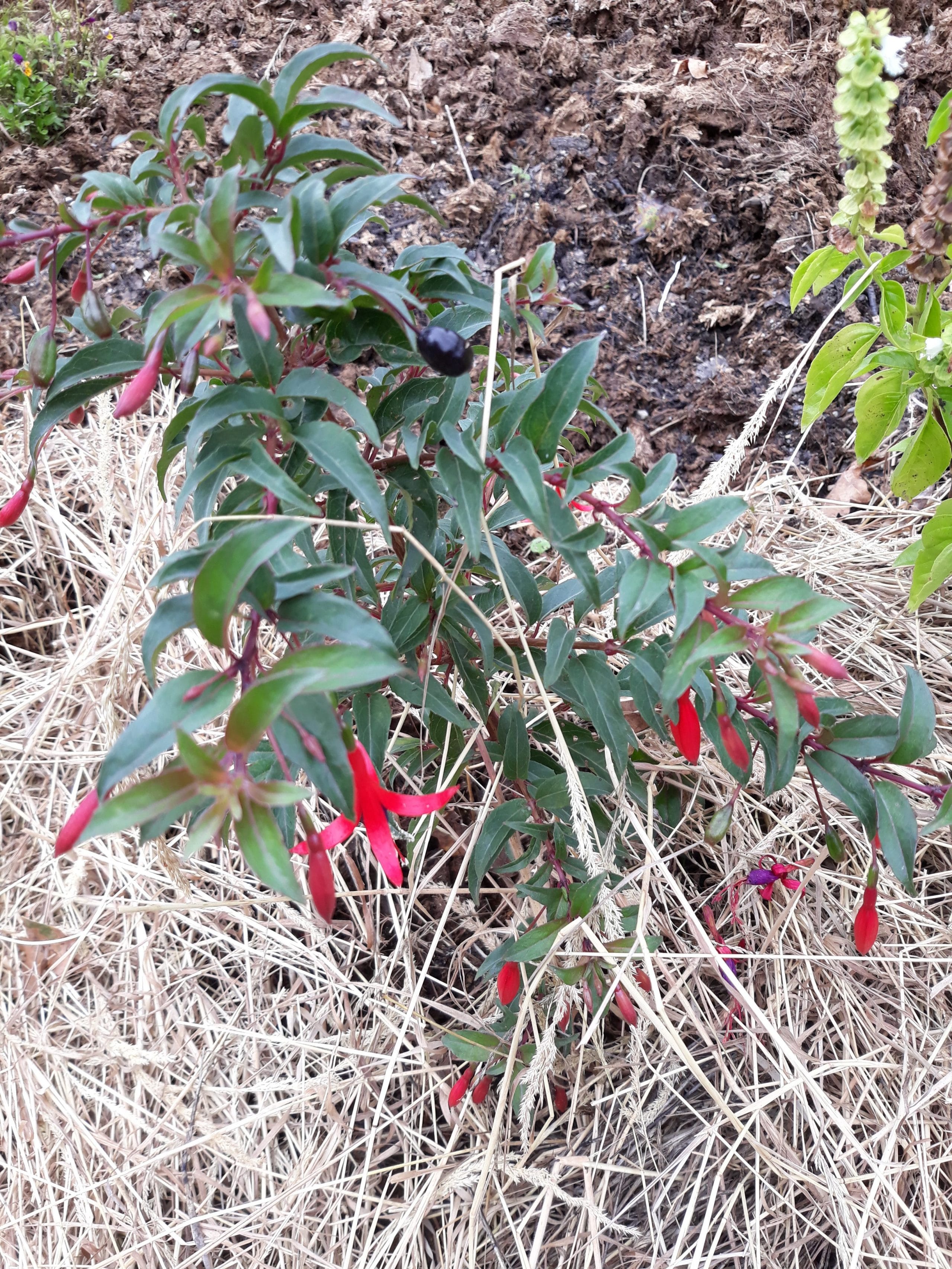 Fushia Comestible