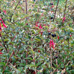 PLANT : Fushia à Fruits (à venir chercher)