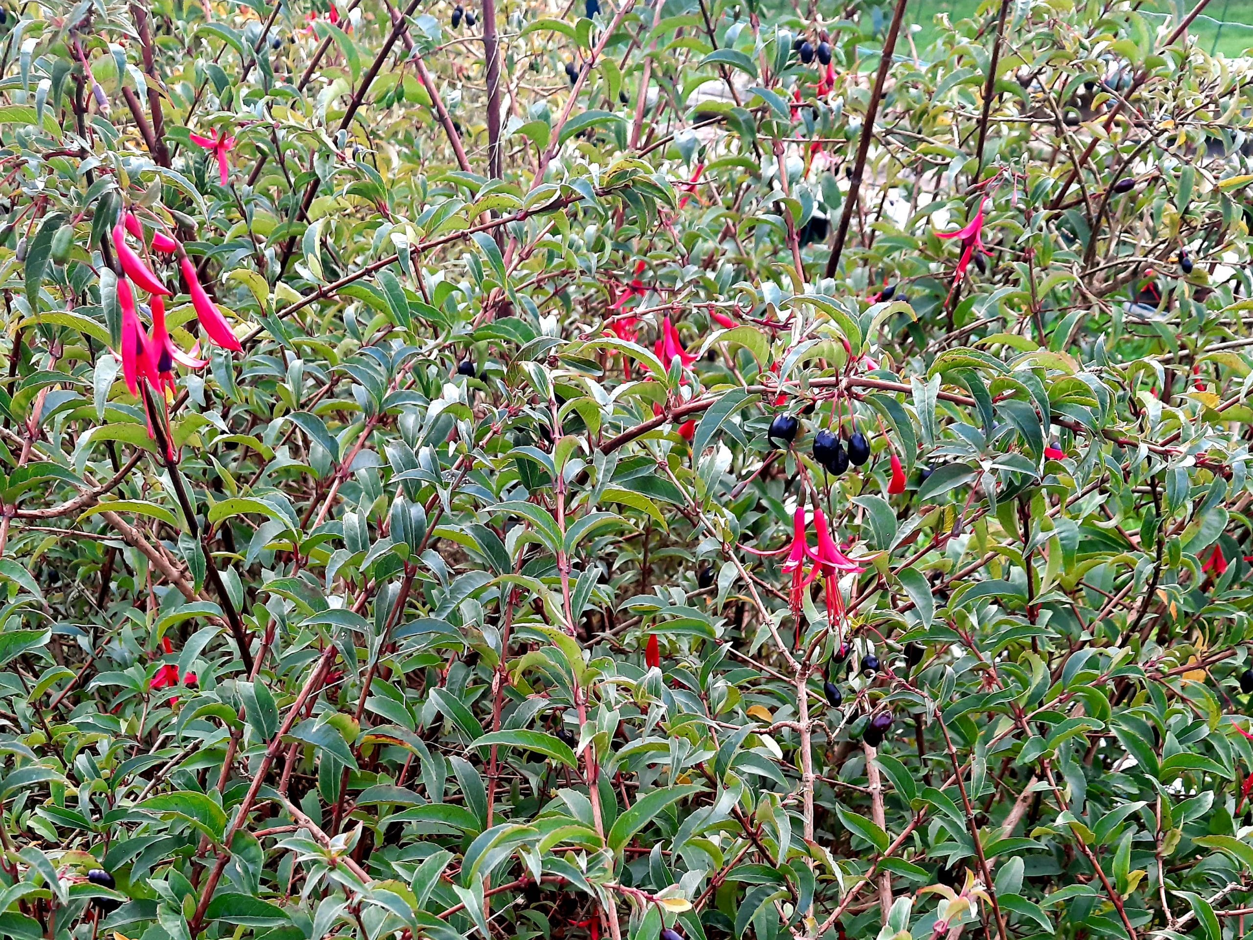PLANT : Fushia à Fruits (à venir chercher) – Image 2