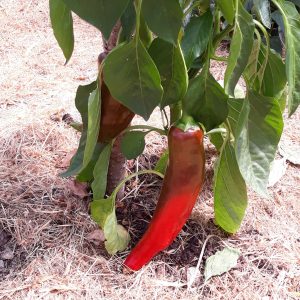 Poivron Corno di Torro Rosso (rouge)