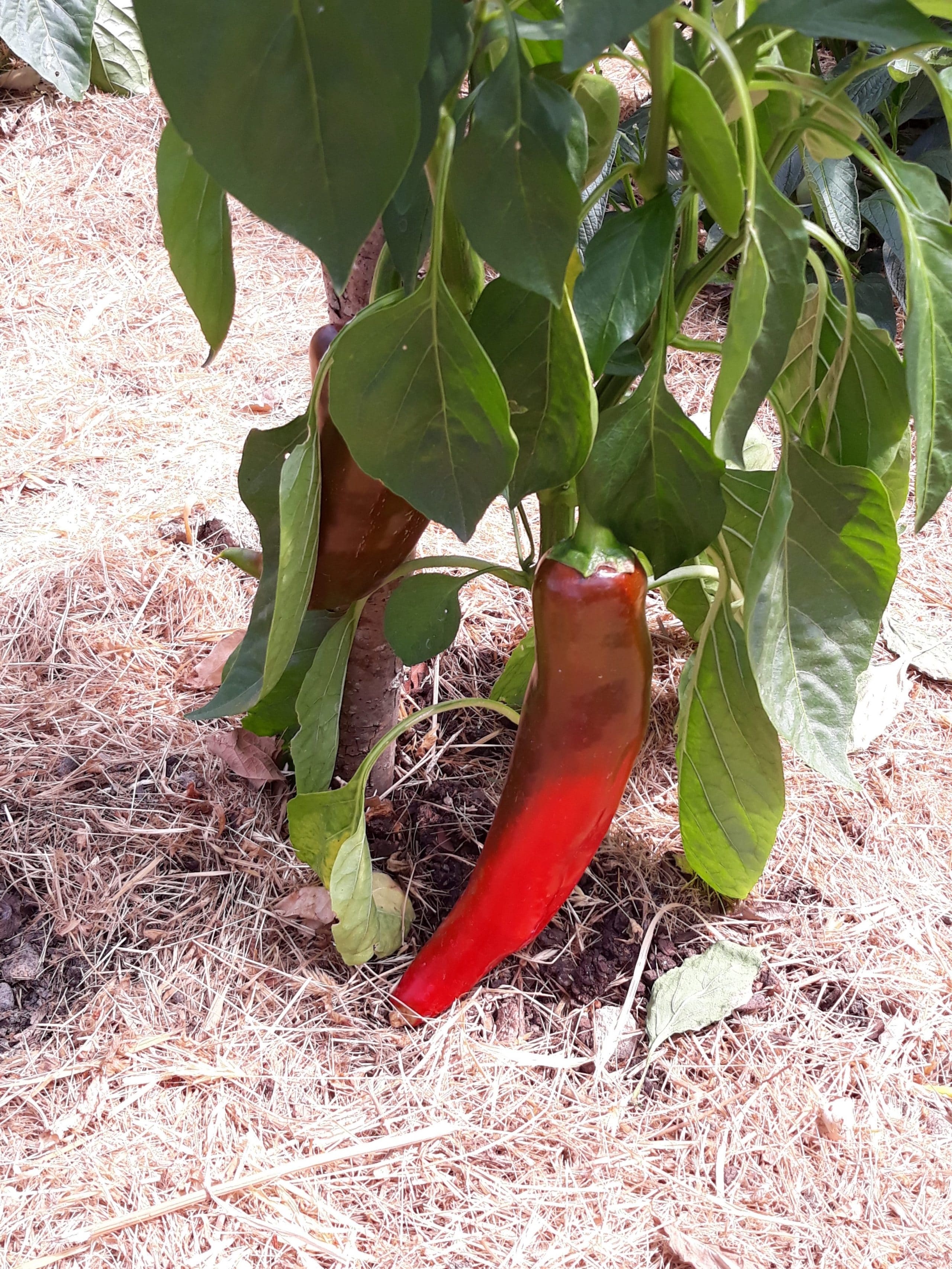 Poivron Corno di Torro Rosso