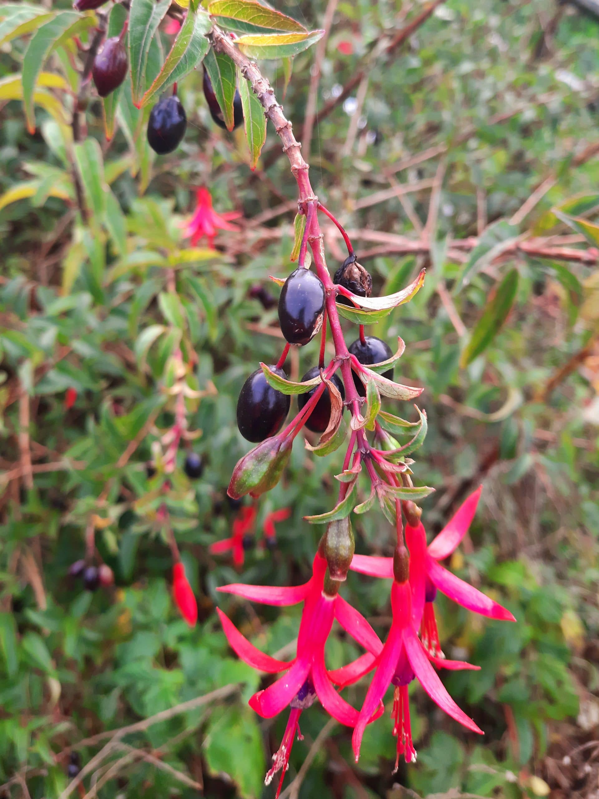 le fushia comestible