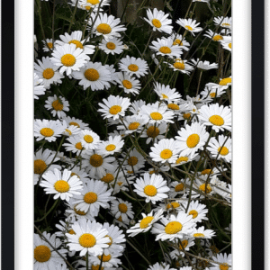 Photo : Grandes marguerites sauvages